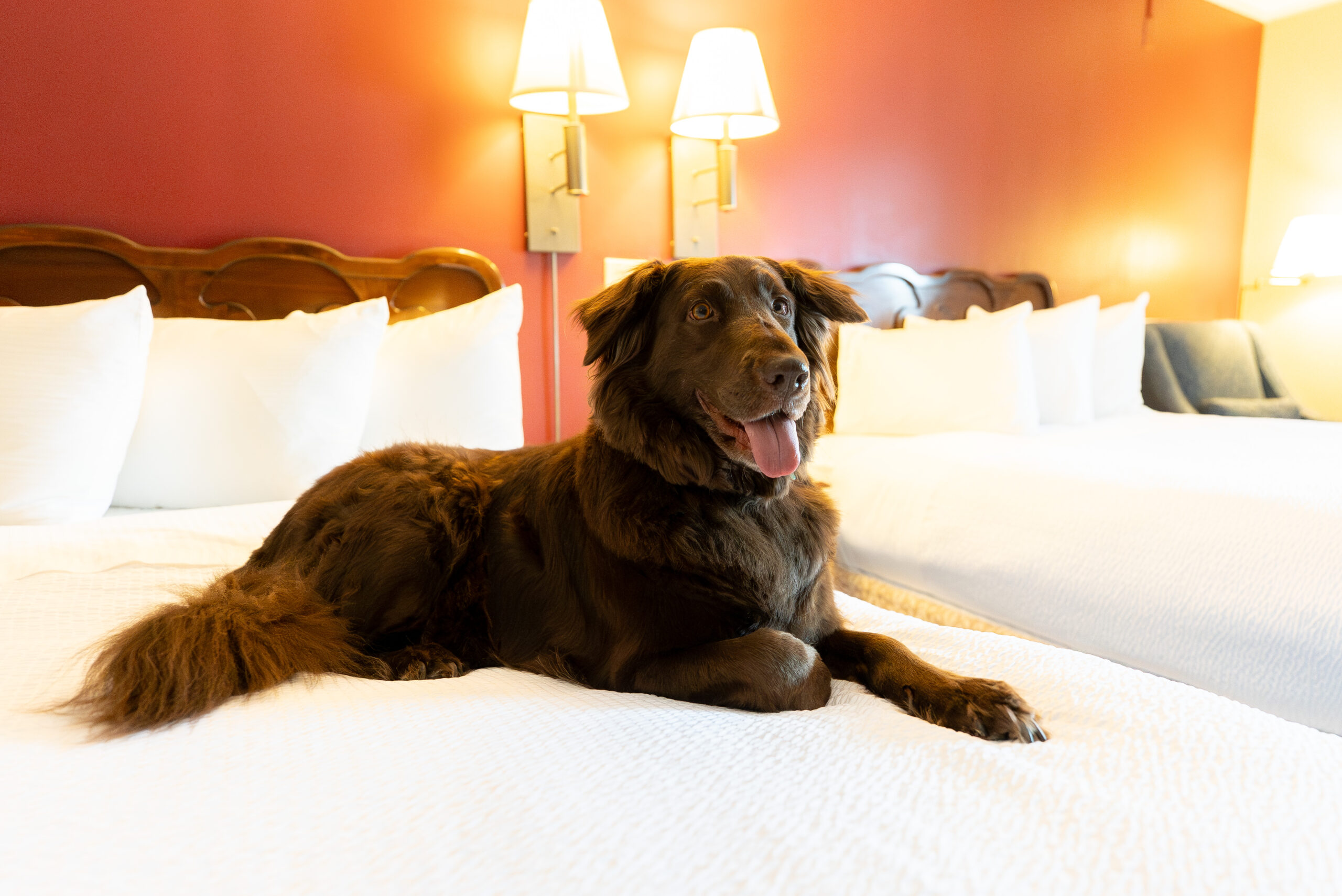 Fireside Inn & Suites Gilford 2 Queen beds Room Pet Friendly