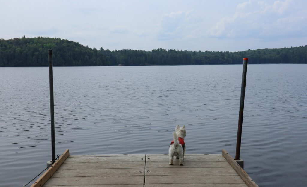 dog friendly hikes lakes region