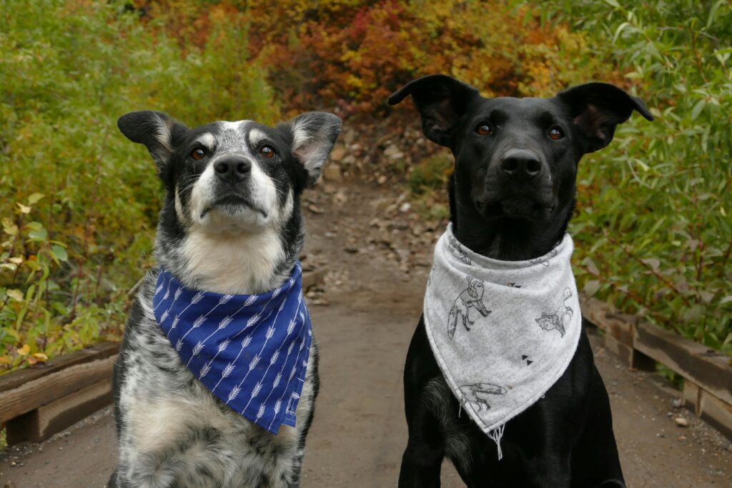dog friendly hikes